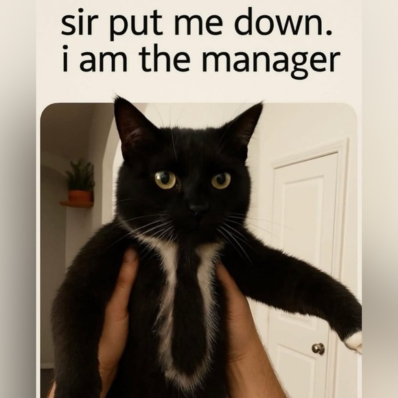 Meet your Posher, Kelly - Picture 4 of 4